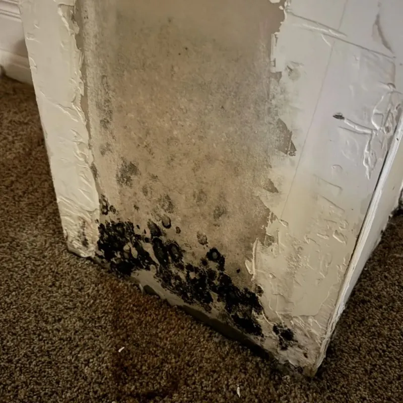 Professional Mold Removal in Concordia, KS